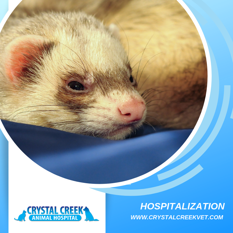 Crystal Creek Vet Social Media Post