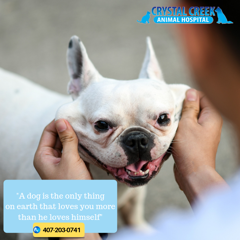 Crystal Creek Animal Hospital FL Social Media Post
